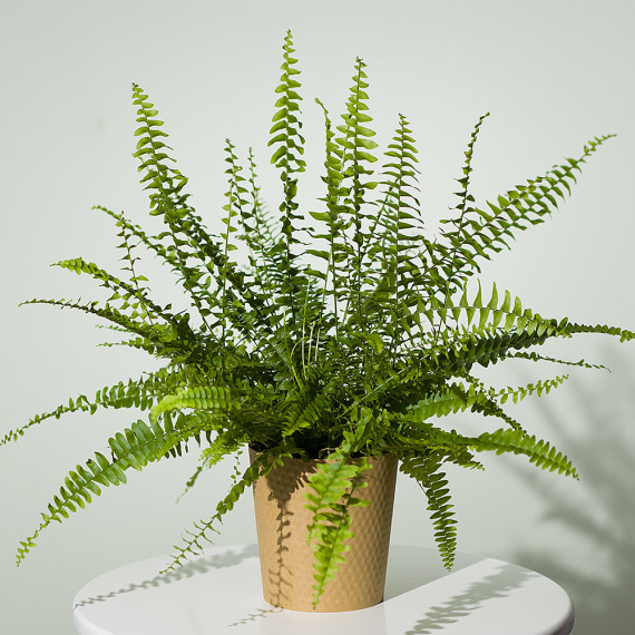 Boston Fern Plant
