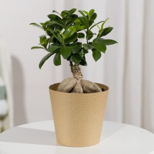 Ficus Ginseng Bonsai Plant