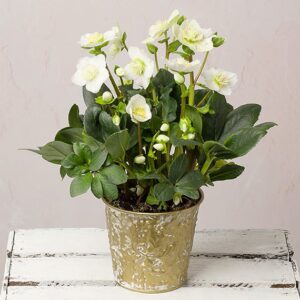Helleborus Christmas Carol in Zinc Pot