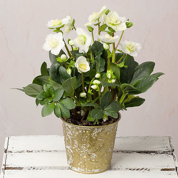Helleborus Christmas Carol in Zinc Pot