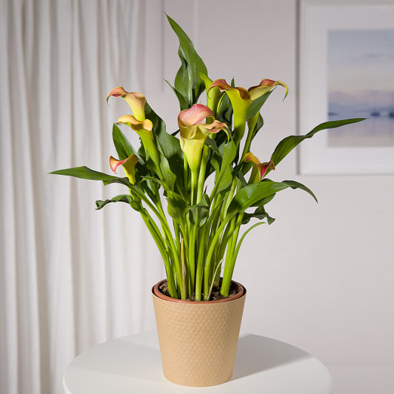 Orange Calla Lily Plant