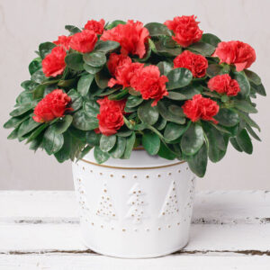 Red Azalea in Festive Zinc Pot