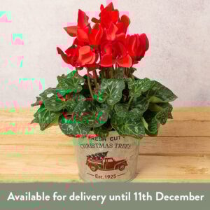 Red Cyclamen in Festive Zinc Pot