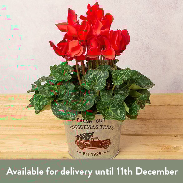 Red Cyclamen in Festive Zinc Pot