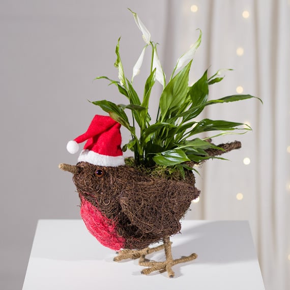 Santa Robin Hat Planter
