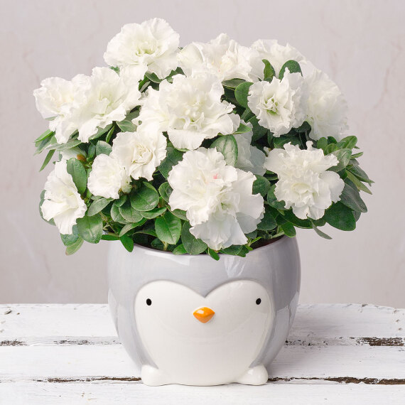 White Azalea in Ceramic Penguin Pot