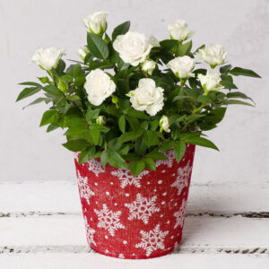 White Rose in Festive Pot