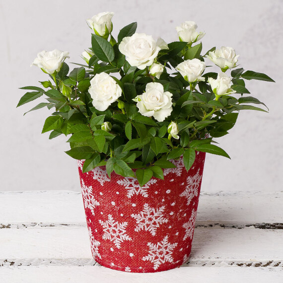 White Rose in Festive Pot