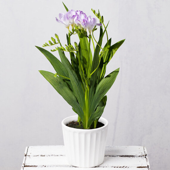 Freesia Plant in Ceramic Pot