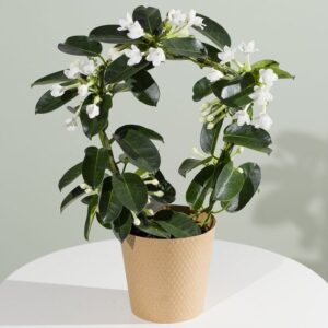 Stephanotis Plant